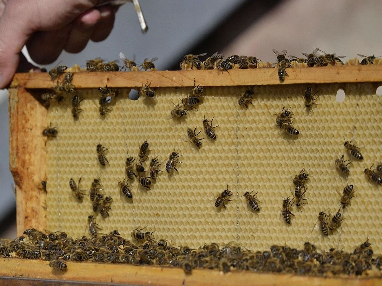 Alojamento de Pintinhos no Brooder